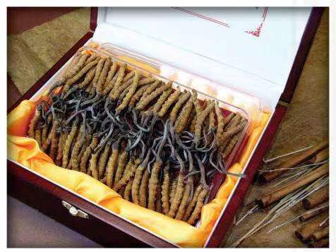 库尔勒冬虫夏草回收